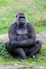 Laaglandgorilla, Gorilla gorilla gorilla