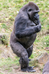 Laaglandgorilla, Gorilla gorilla gorilla
