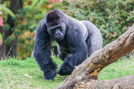 Laaglandgorilla, Gorilla gorilla gorilla