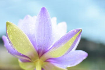 雨の日の紫色の睡蓮の花