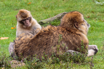 Berberaap.(Macaca sylvanus)