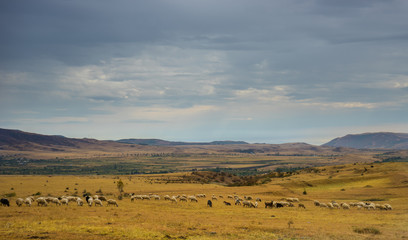 Autumnal landscape of Kakheti region