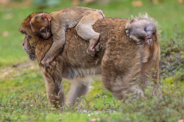 Berberaap.(Macaca sylvanus)