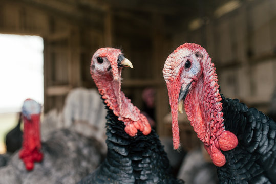 Turkeys free ranging at a farm