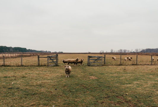 Sheep grazing in a pasture at a farm