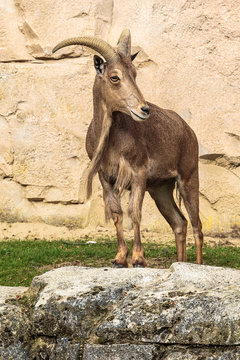 Gundi steenbok uit Marokko