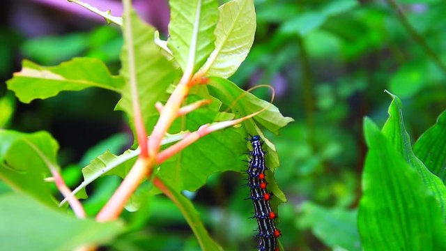 caterpillar worm striped black and white Walking eat on leaf  VDO 4K (Eupterote testacea, Hairy caterpillar)
