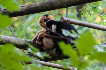 Noordelijke witwanggibbon.(Nomascus leucogenys)