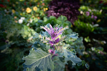 Decorative cabbage on the flower bed
