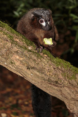 Roodbuikmaki.(Eulemur rubriventer)