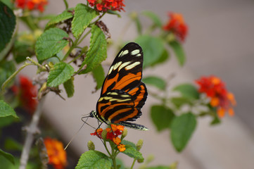 Butterfly in the garden