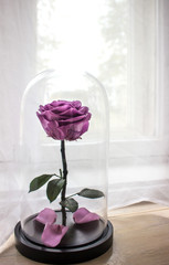 Purple rose in a glass flask
