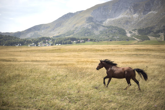 Wild stallion galloping trough the meadow surrounded by mountains