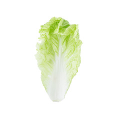 fresh chinese cabbage isolated on a white background