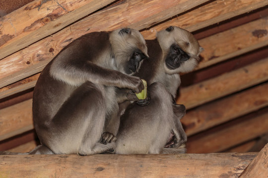 Hanuman langoer.(Semnopithecus entellus)