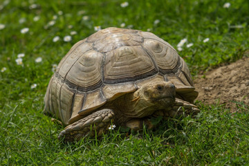 photo of an African Spur-thighed Tortoise walk in the sunshine
