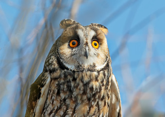 Very close up fragmente of portrait of long eared owl