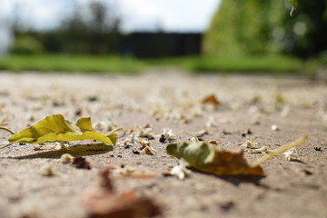  leaves