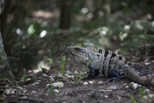 Large Iguana in Nature