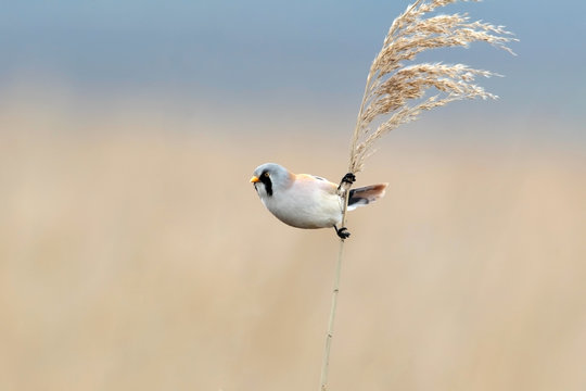 Male bearded tit on nice bedge background