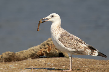 Young caspian gull with a chicken bone in its beak