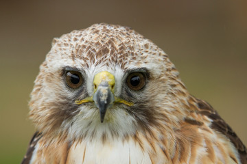 photo portrait of a Saker Falcon