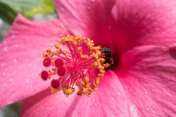 Bee on pink stigma pink hibiscus