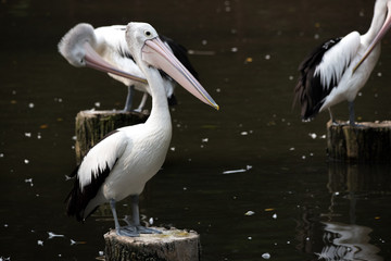 Pelican close-up in full growth in the middle of the pond