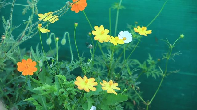  flowers in a garden