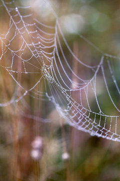 Details Of A Beautiful Spider Web In An Autumn Field