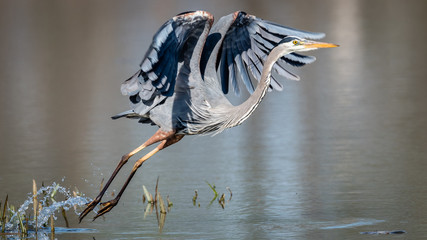 Great Blue Heron Takeoff