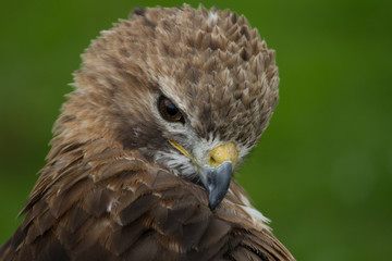 photo portrait of a Common Buzzard