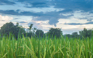 Fototapeta premium farmland countryside Thailand view / Beautiful clouds