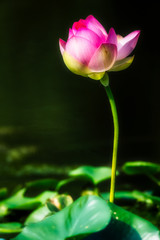 Lotus Flowers