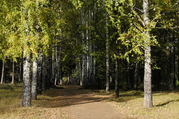 Fototapeta premium Лесная аллея