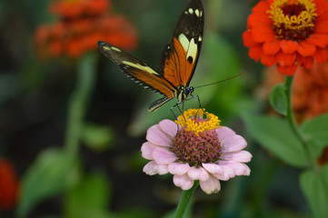 Butterfly in the garden