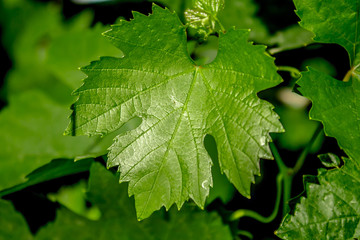 Leaves of grapes in nature as a background