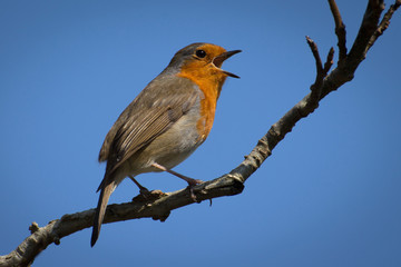 Robin singing