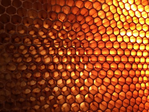 honey comb close up