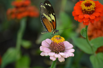 Butterfly in the garden