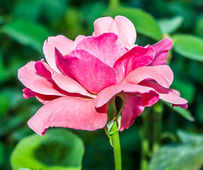 Pink rose in the nature