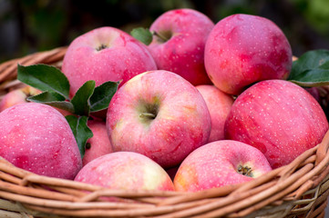 Basket of ripe apples