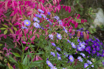 Leuchtende Farben im Herbstgarten