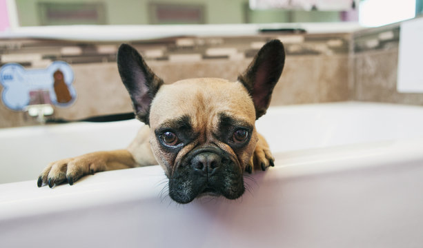 Groomer: Dog Waits In Bathtub To Be Washed