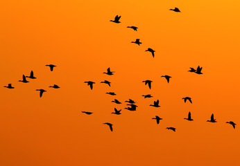 silhouettes of birds backlight...