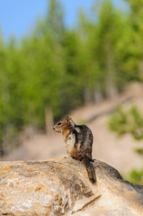 Golden Mantled Ground Squirrel