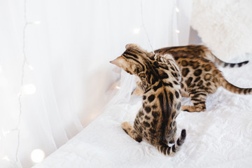 bengal cats babys leopard kitten