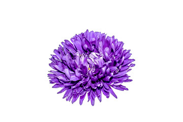 Flower on white background close-up