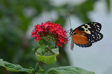 Butterfly in the garden