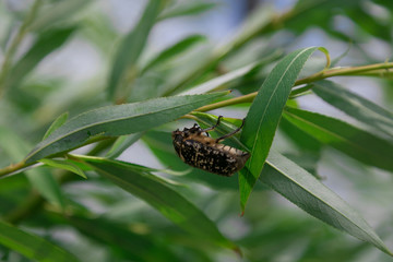 flowers and beetle summer trees leaf